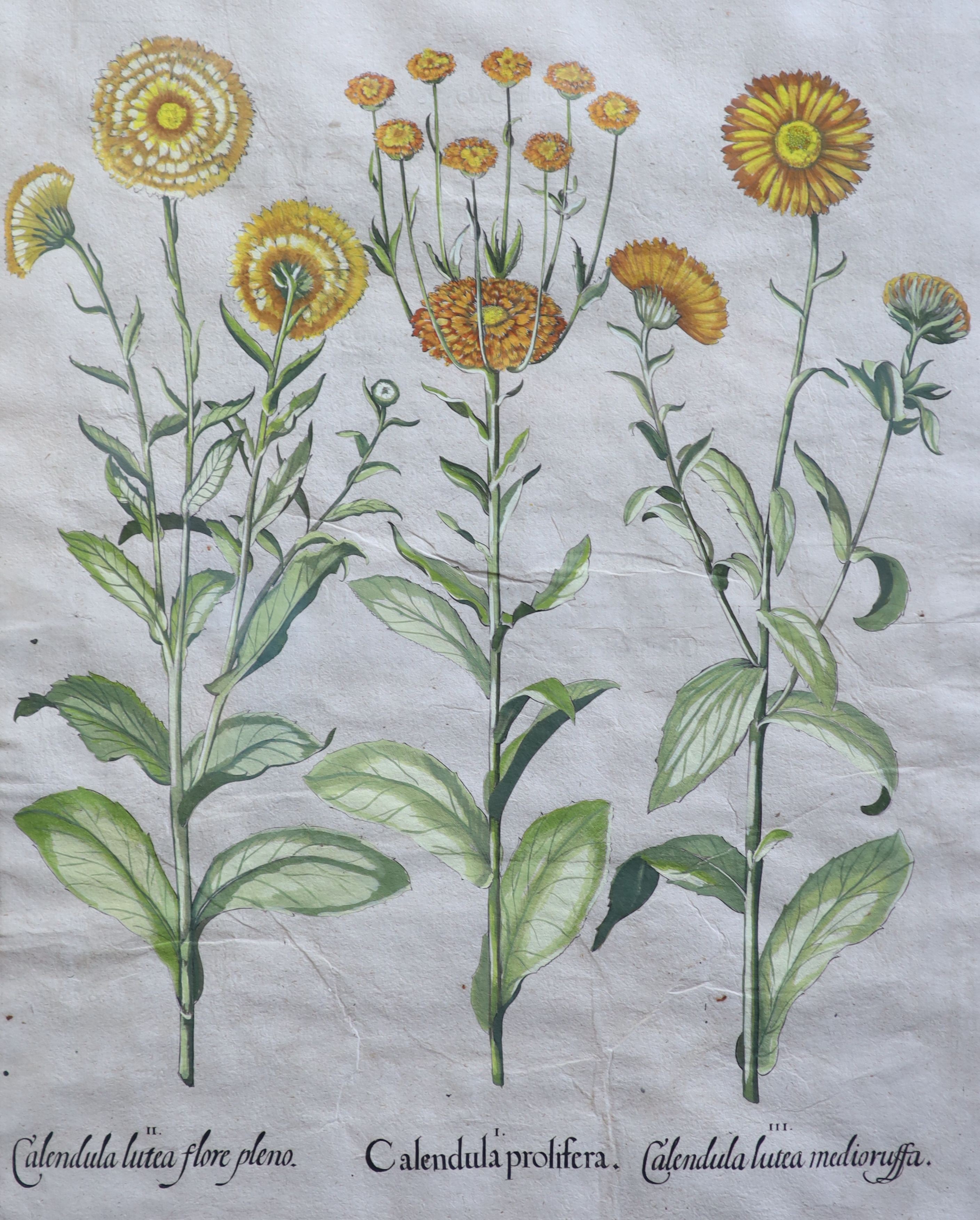Basilius Besler (1561-1629), Martagon Imperiale Molchatum, Myrtus Tarentina, Myrtus Latifolns, Calendula Prolifera, Tanacetum Inodorum, Flore Belli and Reseda Plinn, Five engravings with handcolouring printed on laid pap